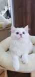 British longhair pedigree baiat superb, cu ochii albastri