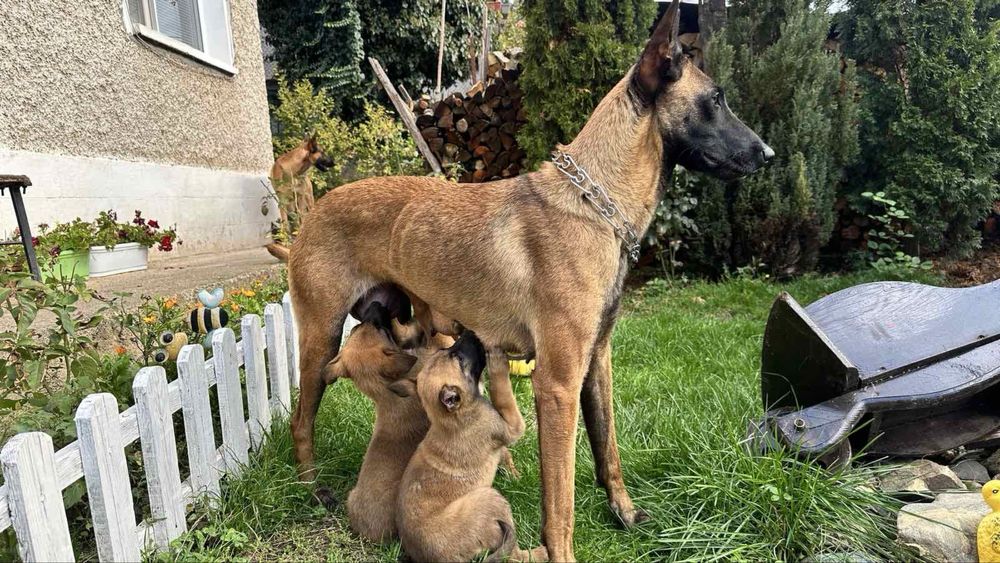 Белгийски овчарки (Малиноа] с поставена втора ваксина!