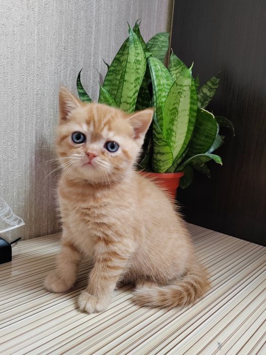 Шотландские Вислоухие Скоттиш Фолд и Скоттиш Страйд