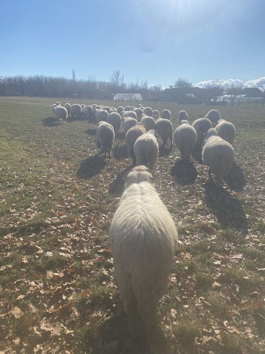 Oi reforma de vanzare