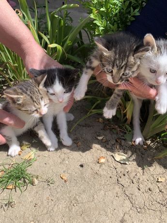 Spre adoptie 4 pui de pisica