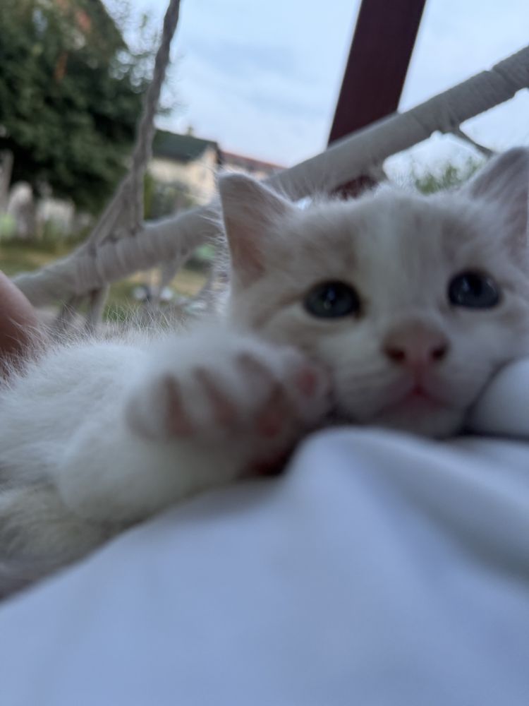 Продавам две котенца