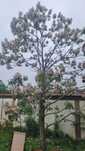 Copac paulownia 1- 3 m