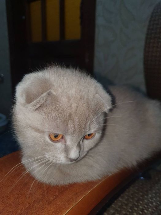 Котята породы Шотландская вислоухая