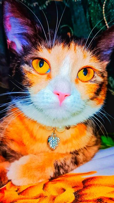 Ждём семью лучшую