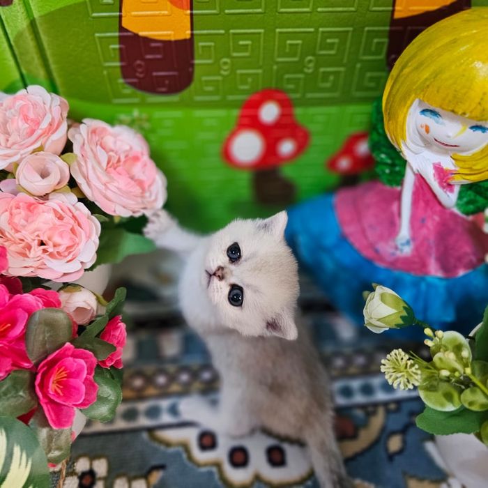 Котята серебряная шиншилла