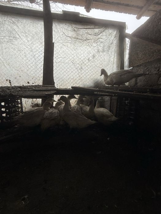 Rate de carne de vanzare