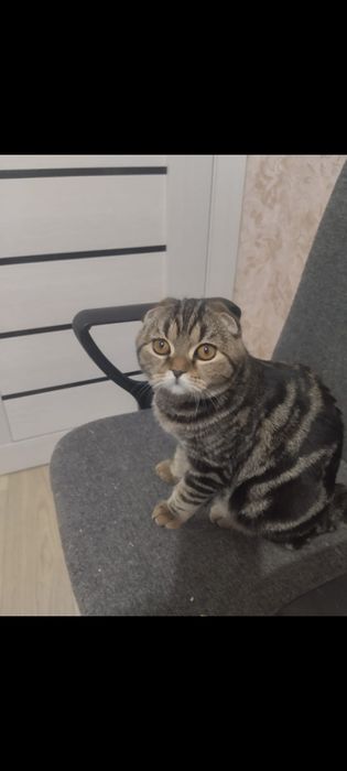 Шотландский котенок