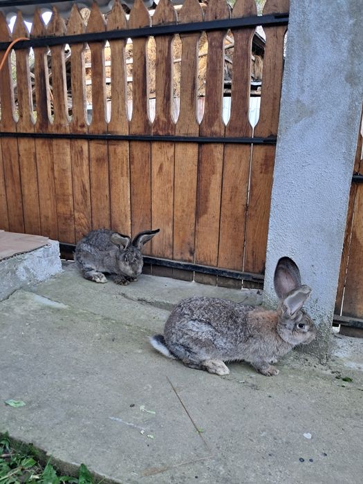 Vând pereche de iepuri uriaș