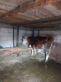 Vaci de vanzare baltata romaneasca