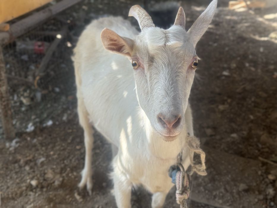 Echki 2 litr suti bor kuniga rassiya echkisi