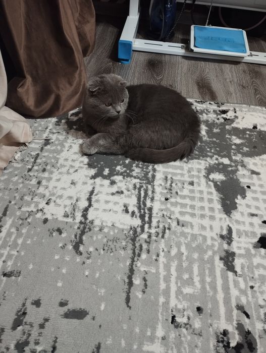 Катенок мальчик 7мецечный