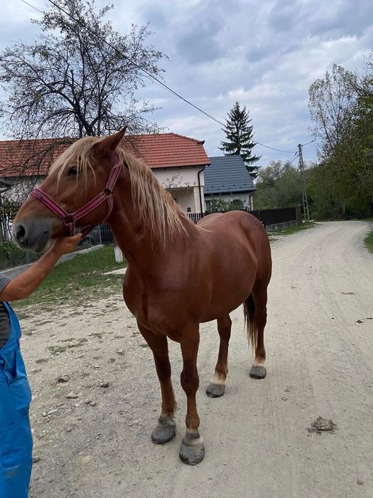 Vând iapă de 9 ani