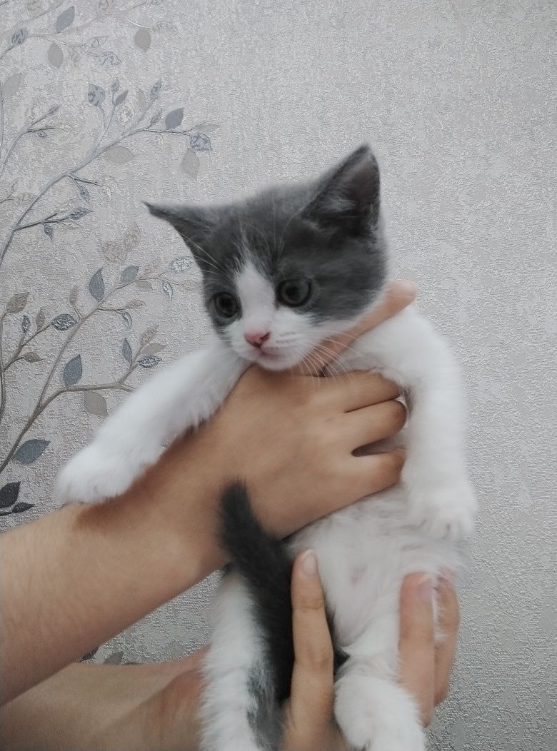 Шотландский прямоухи и вислоухие