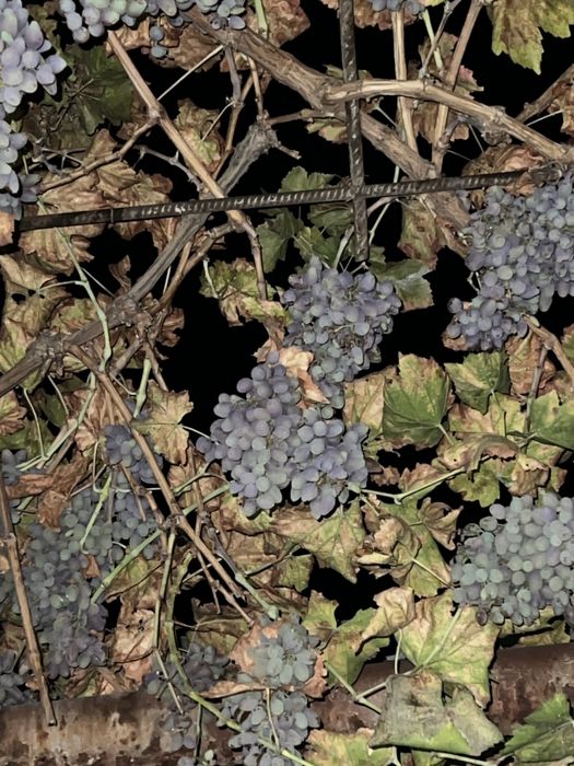 Отдам виноград ( розовый )