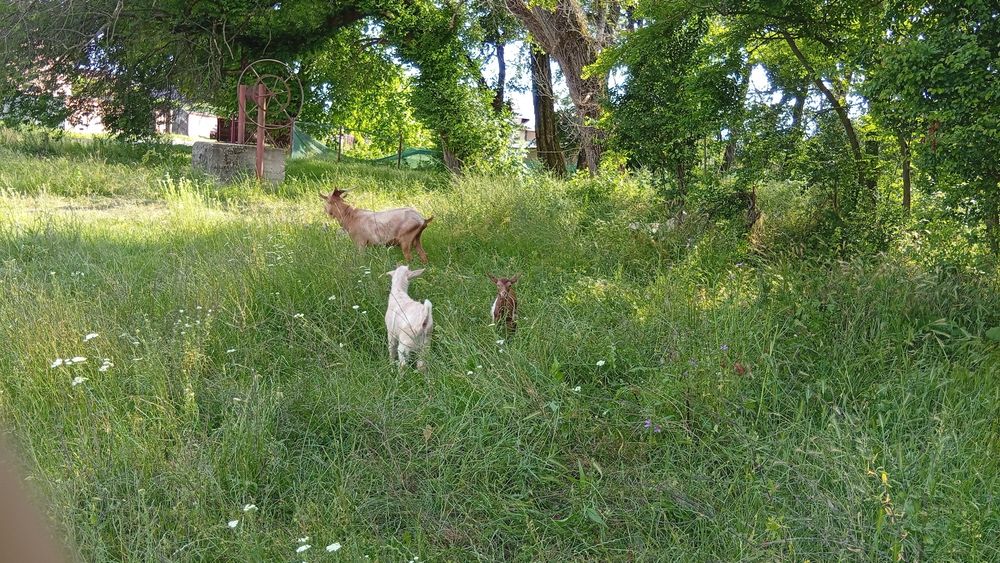 Vând țap de 2 ani