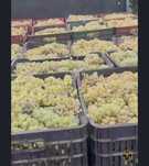struguri de vin.