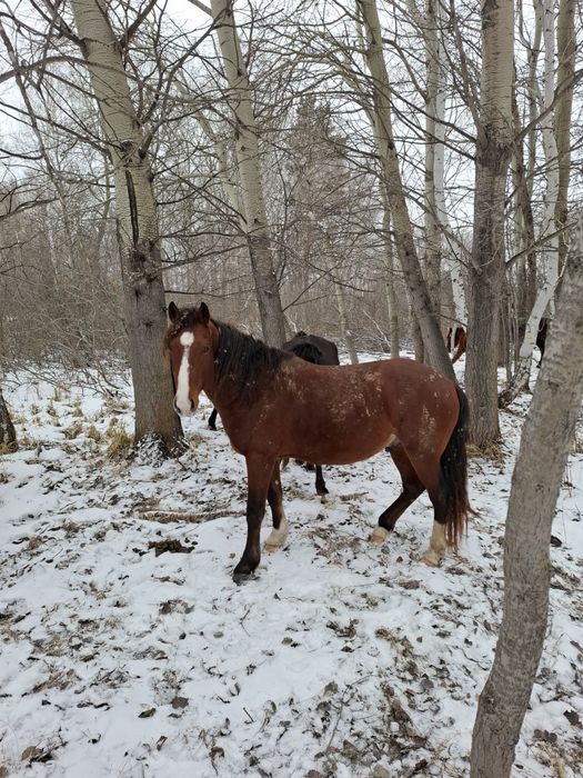 Продам жеребца верховного.