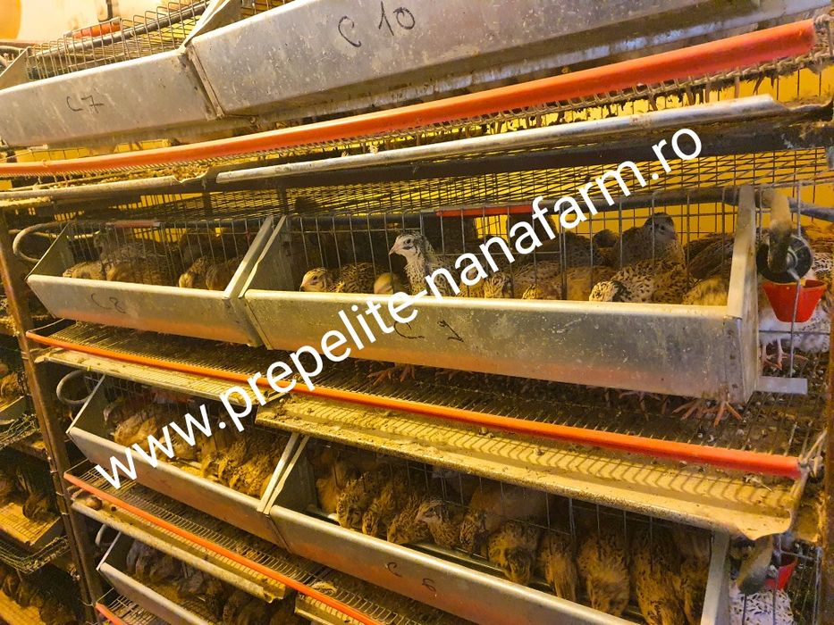 Oua de prepelite pt incubat