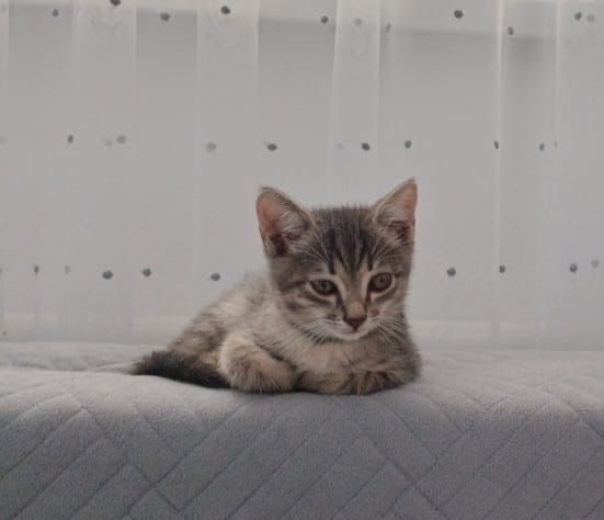 Отдам котенка в хорошие руки