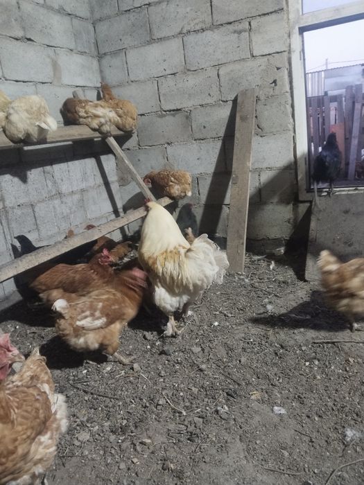 Продам петуха  полтора годовалого