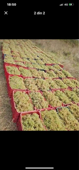 Vand struguri de vin