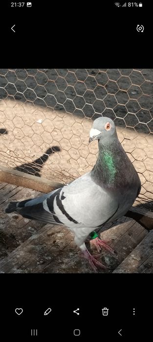 Vând porumbei sau schimb pe diverse păsări