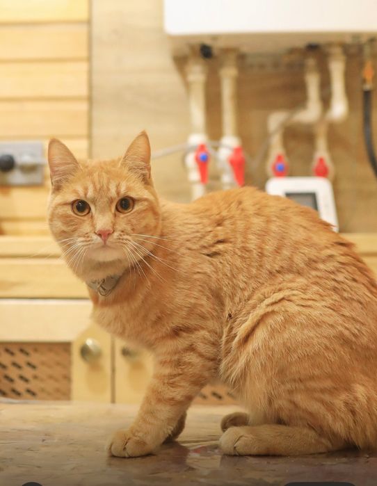 Отдам кота в надежные руки