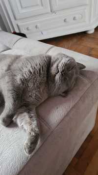 Pisoi british shorthair