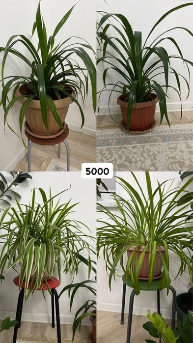 Домашние цветы за недорого