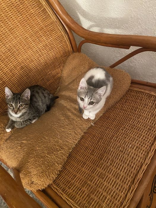 Ищем добрых хозяев