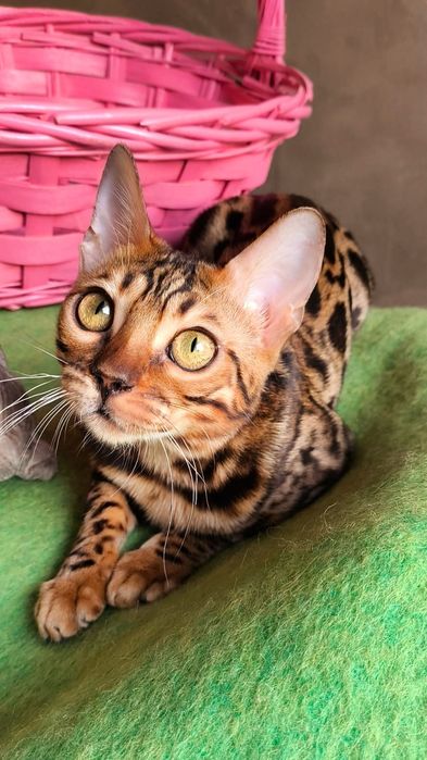 Бенгальская Леопардиха- 3.5 месяца