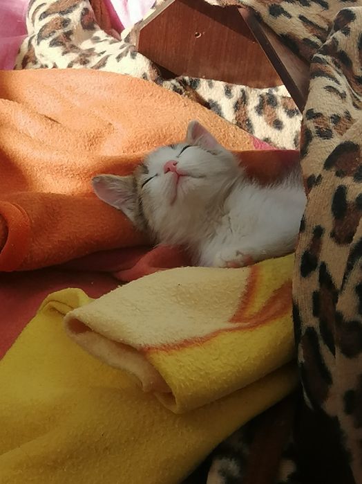 Коте порода Любов