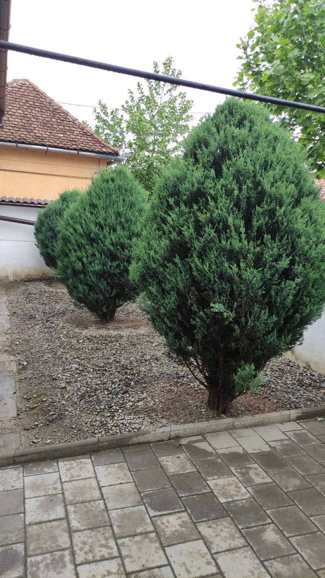 Vând Ienupăr - Juniperus scopulorum!