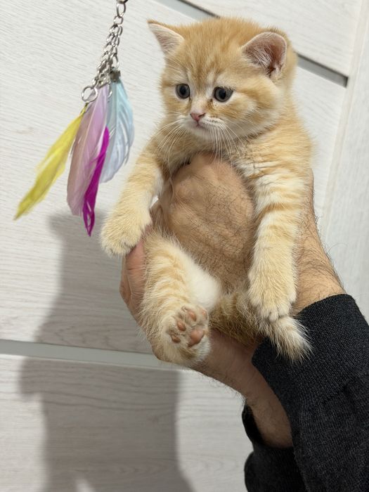 Мушук зотли скотиш страйт угил