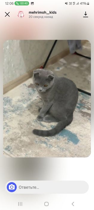 Срочно продаётся Скоттиш фолд