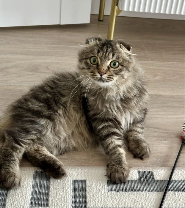 Отдам кота в добрые руки