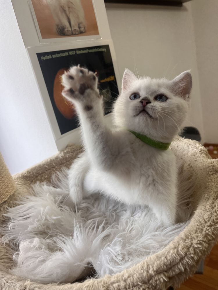 British shorthair chocolate shadedpoint