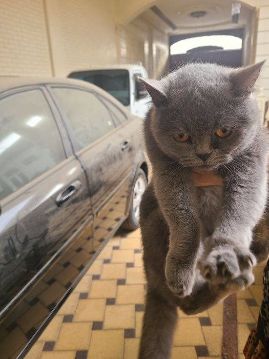 Britanskiyga tortadi