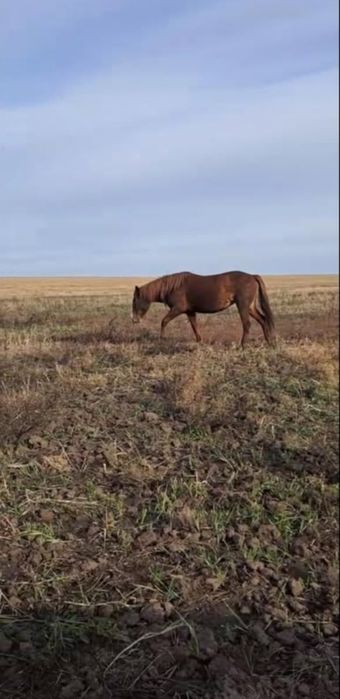 Продам Кобылу жеребую