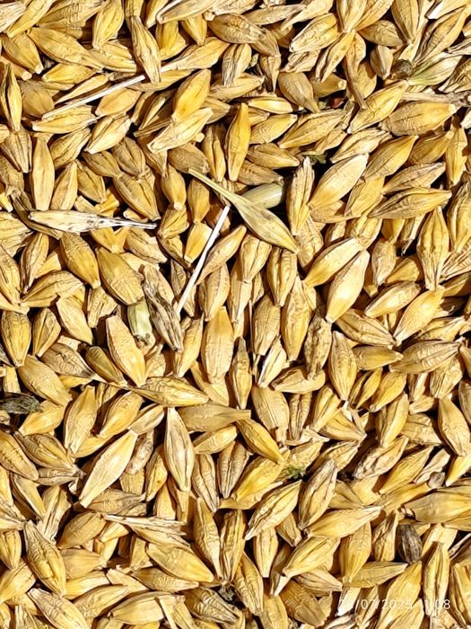 Orz, Ovăz, Grâu de vânzare 1,5leu/kg. Grăunte mămăligă 1leu/kg.