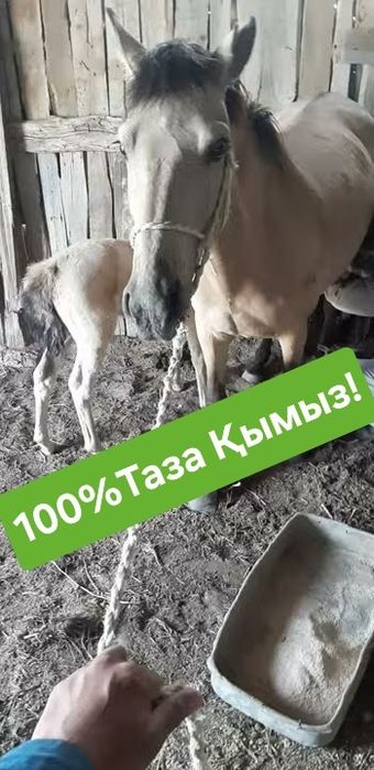 Кумыс!Кымыз!Қымыз!Натуральный!Домашный!Құдай ас!Той!! Бас қосу!Достав