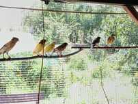 Vând canari din anul acesta