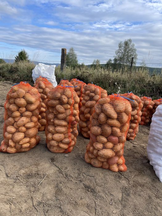 Vand cartofi albi si roși pentru consum