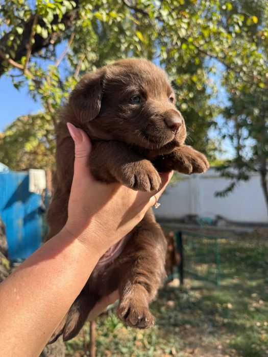 Продажа щенков лабрадора