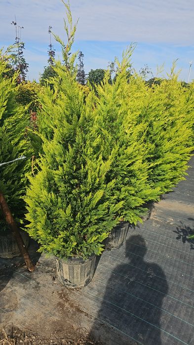 Leylandii- Spirale - Arizonica - Pon Pon - Prunus laucerasus Photinia