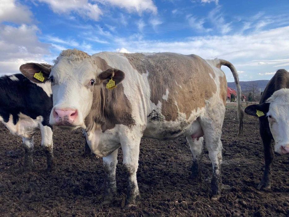 De vanzare 20 de vaci