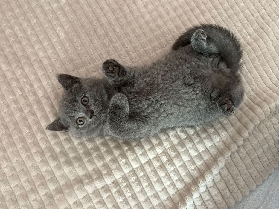 British Shorthair blue