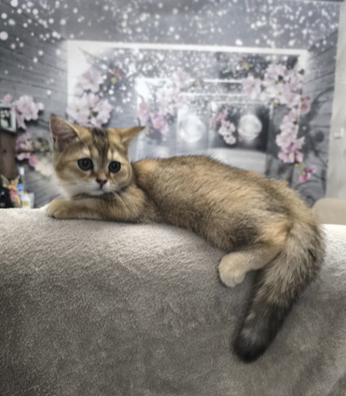Котенок шотландские скоттиш-страйт