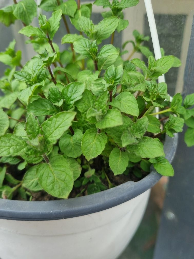 Rozmarin ,menta medicinala aromata izma,menta piperita
